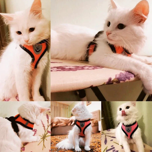 Harnais + laisse en maille respirante – Petit chien & chat – photo produit 2