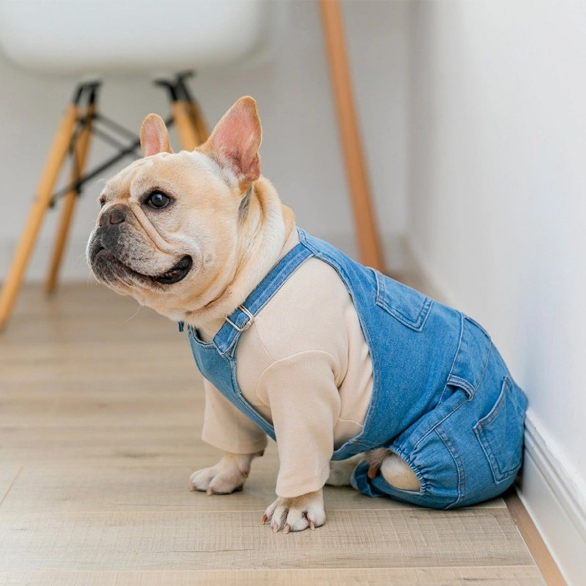 Combinaison simili-denim – Bouledogue français – photo produit 7