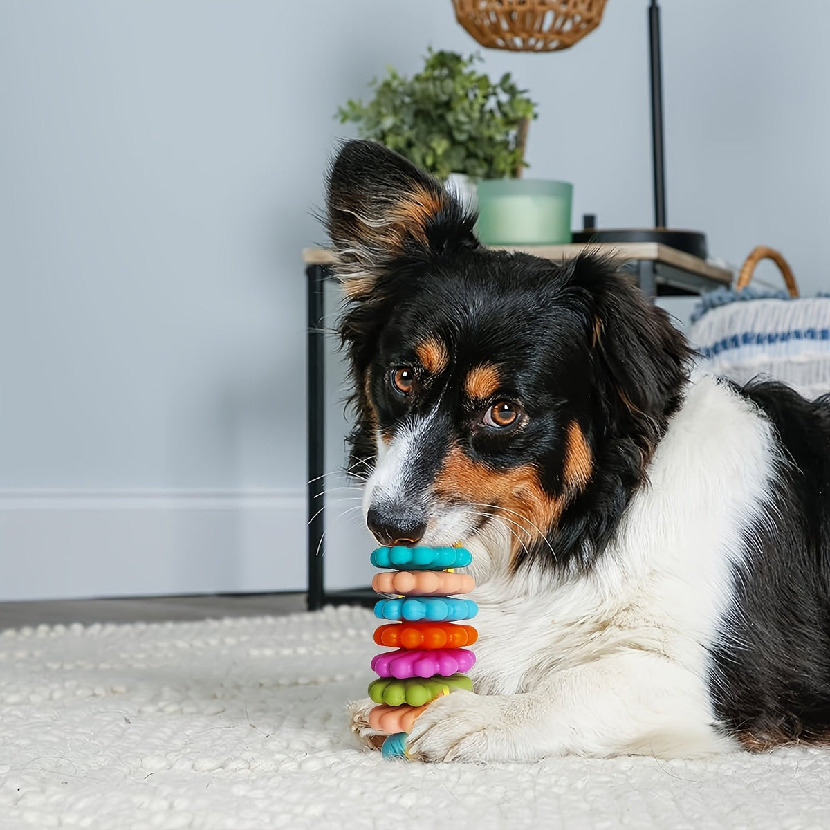 Os à mâcher dentaire – Petit chien & chiot – photo produit 7