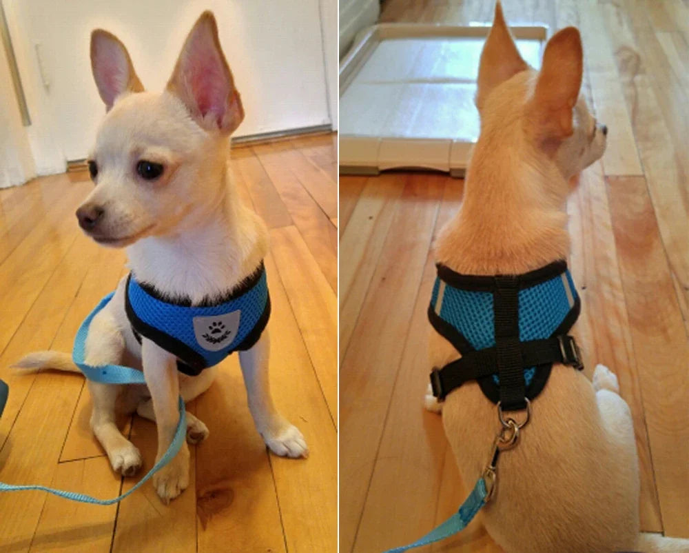 Harnais + laisse en maille respirante – Petit & moyen chien – photo produit 6