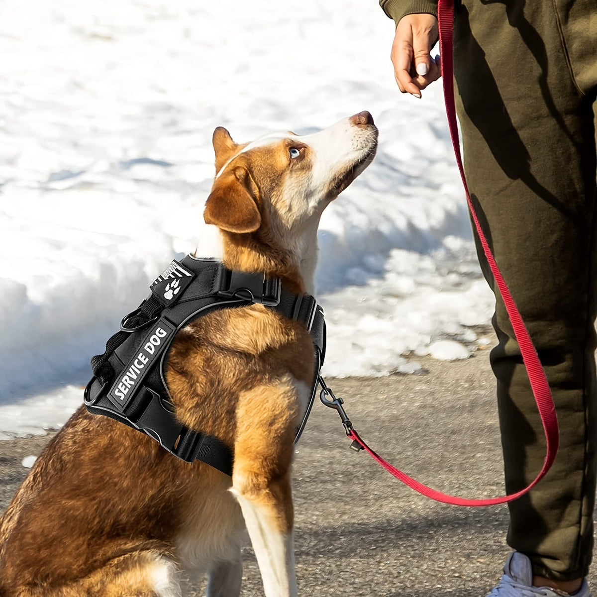 Harnais réfléchissant pour chien – Bandes personnalisables – photo produit 4