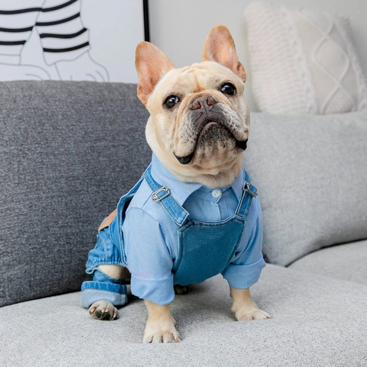 Combinaison simili-denim – Bouledogue français – photo produit 6
